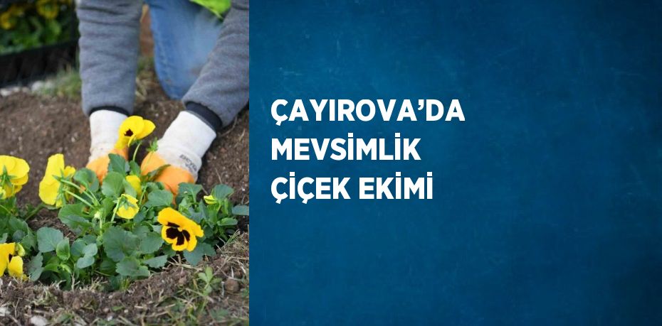 ÇAYIROVA’DA MEVSİMLİK ÇİÇEK EKİMİ