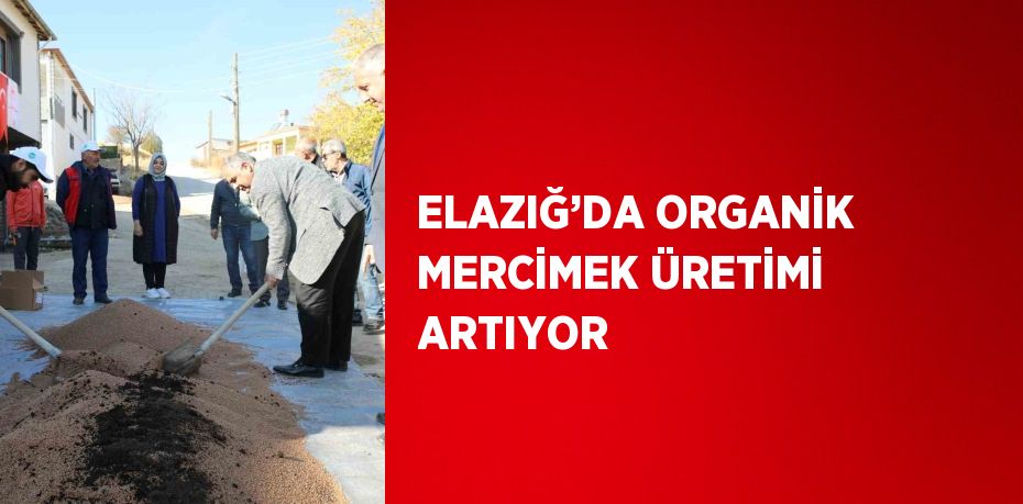 ELAZIĞ’DA ORGANİK MERCİMEK ÜRETİMİ ARTIYOR