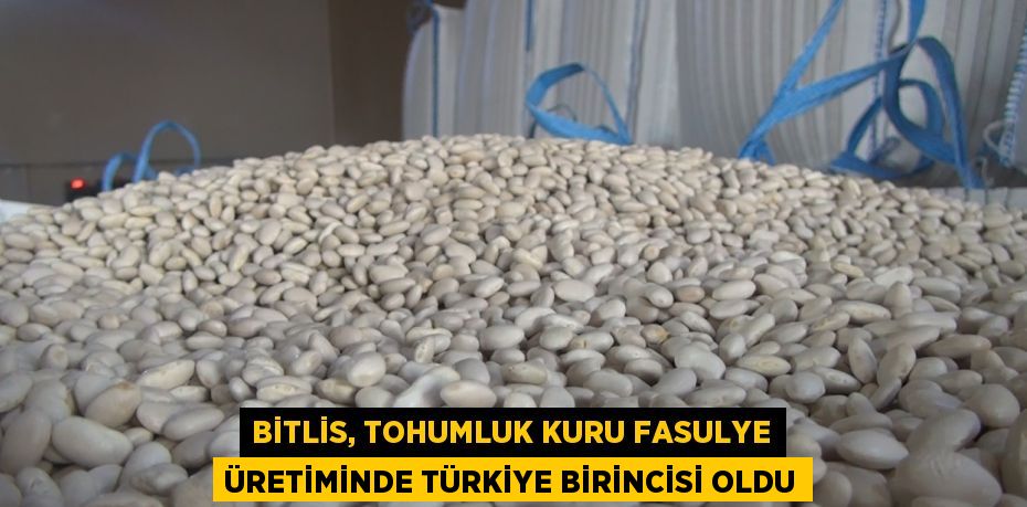 BİTLİS, TOHUMLUK KURU FASULYE ÜRETİMİNDE TÜRKİYE BİRİNCİSİ OLDU