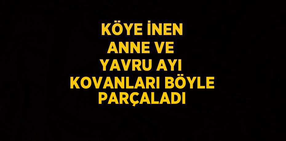 KÖYE İNEN ANNE VE YAVRU AYI KOVANLARI BÖYLE PARÇALADI