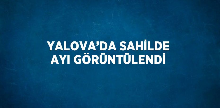 YALOVA’DA SAHİLDE AYI GÖRÜNTÜLENDİ