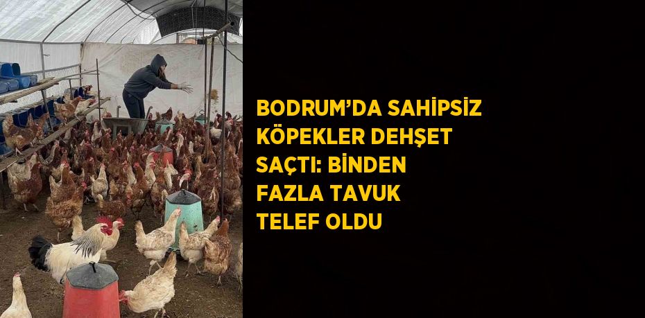 BODRUM’DA SAHİPSİZ KÖPEKLER DEHŞET SAÇTI: BİNDEN FAZLA TAVUK TELEF OLDU