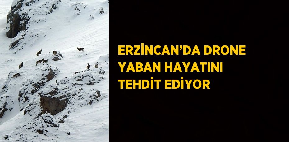 ERZİNCAN’DA DRONE YABAN HAYATINI TEHDİT EDİYOR