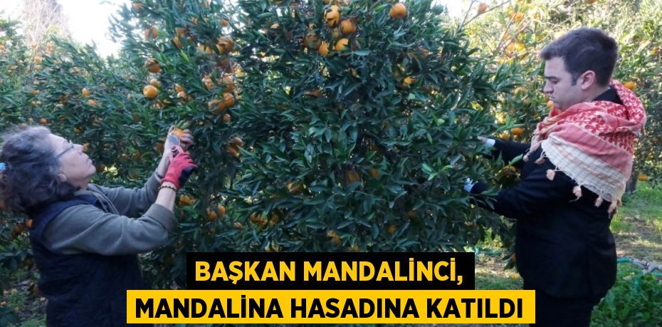 BAŞKAN MANDALİNCİ, MANDALİNA HASADINA KATILDI