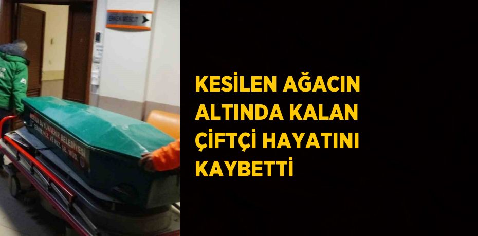 KESİLEN AĞACIN ALTINDA KALAN ÇİFTÇİ HAYATINI KAYBETTİ