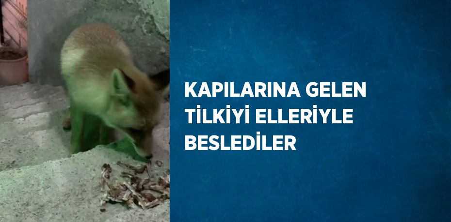 KAPILARINA GELEN TİLKİYİ ELLERİYLE BESLEDİLER