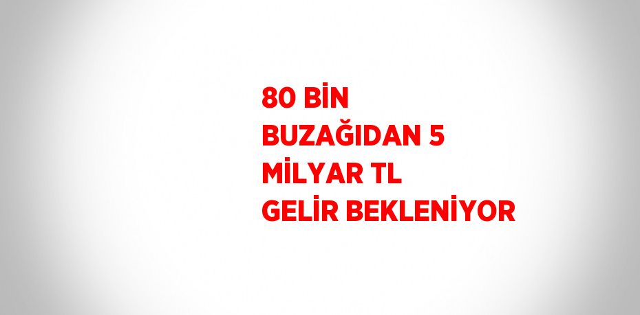 80 BİN BUZAĞIDAN 5 MİLYAR TL GELİR BEKLENİYOR