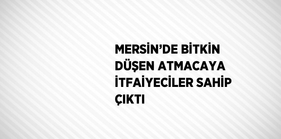 MERSİN’DE BİTKİN DÜŞEN ATMACAYA İTFAİYECİLER SAHİP ÇIKTI