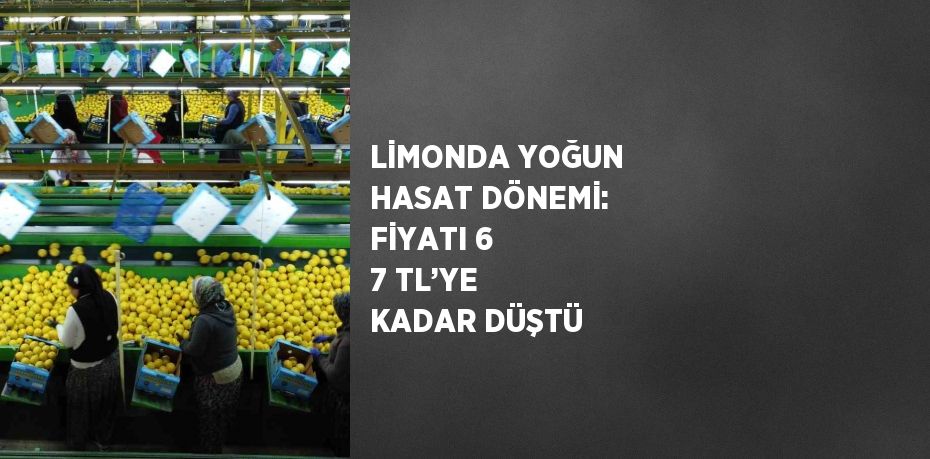 LİMONDA YOĞUN HASAT DÖNEMİ: FİYATI 6 7 TL’YE KADAR DÜŞTÜ