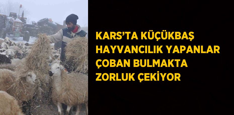 KARS’TA KÜÇÜKBAŞ HAYVANCILIK YAPANLAR ÇOBAN BULMAKTA ZORLUK ÇEKİYOR