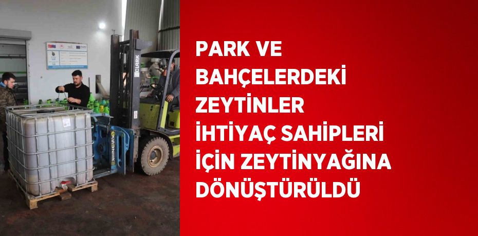 PARK VE BAHÇELERDEKİ ZEYTİNLER İHTİYAÇ SAHİPLERİ İÇİN ZEYTİNYAĞINA DÖNÜŞTÜRÜLDÜ