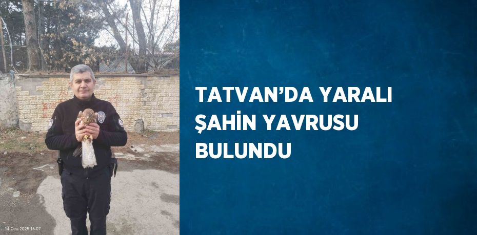 TATVAN’DA YARALI ŞAHİN YAVRUSU BULUNDU