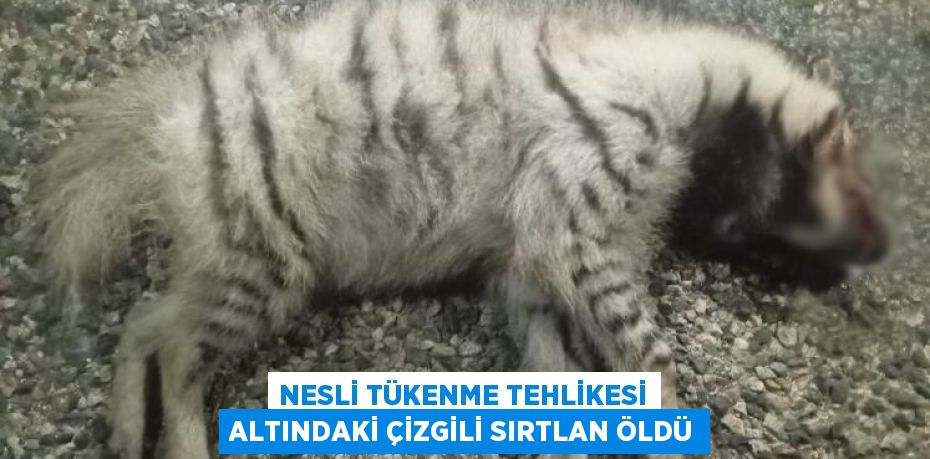 NESLİ TÜKENME TEHLİKESİ ALTINDAKİ ÇİZGİLİ SIRTLAN ÖLDÜ