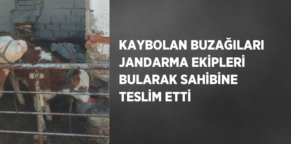 KAYBOLAN BUZAĞILARI JANDARMA EKİPLERİ BULARAK SAHİBİNE TESLİM ETTİ