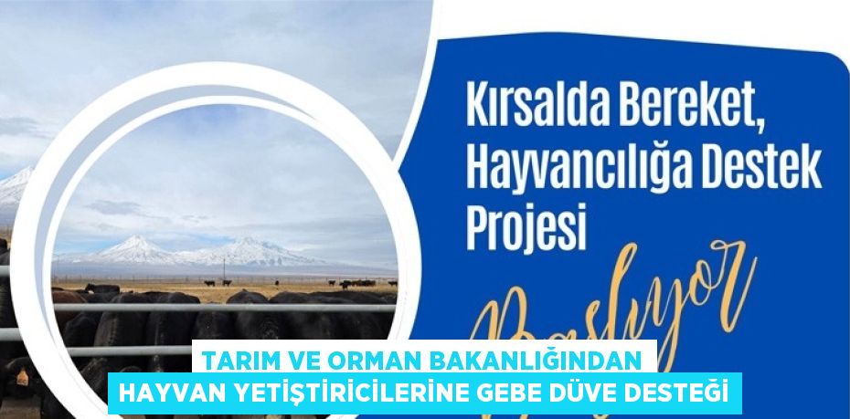 TARIM VE ORMAN BAKANLIĞINDAN HAYVAN YETİŞTİRİCİLERİNE GEBE DÜVE DESTEĞİ