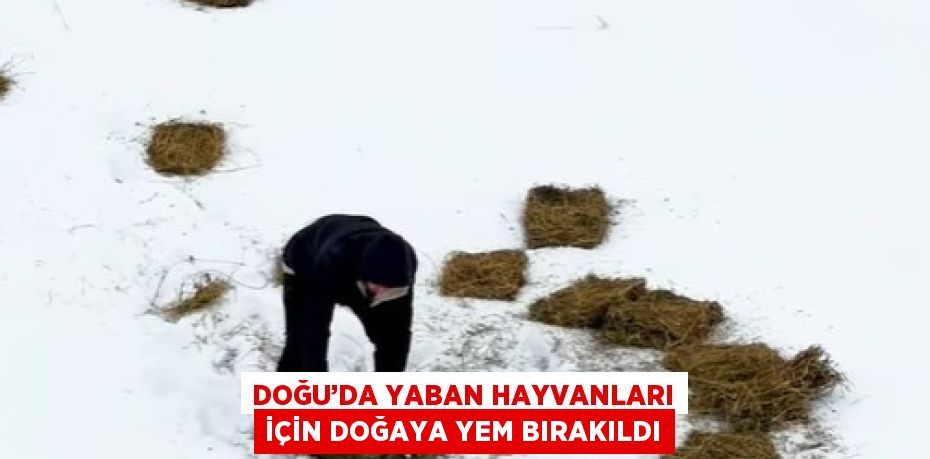 DOĞU’DA YABAN HAYVANLARI İÇİN DOĞAYA YEM BIRAKILDI