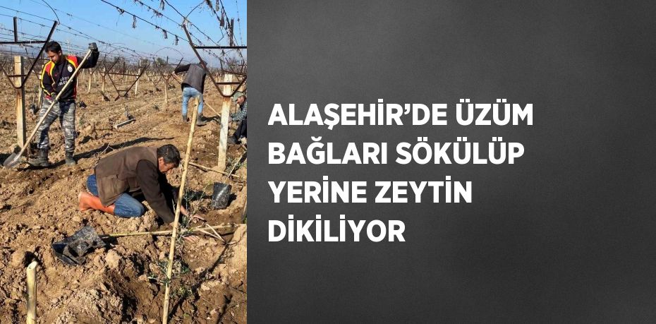 ALAŞEHİR’DE ÜZÜM BAĞLARI SÖKÜLÜP YERİNE ZEYTİN DİKİLİYOR