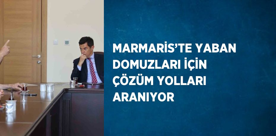 MARMARİS’TE YABAN DOMUZLARI İÇİN ÇÖZÜM YOLLARI ARANIYOR