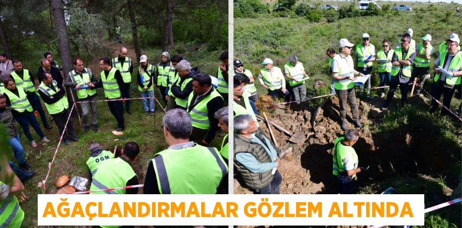 AĞAÇLANDIRMALAR GÖZLEM ALTINDA