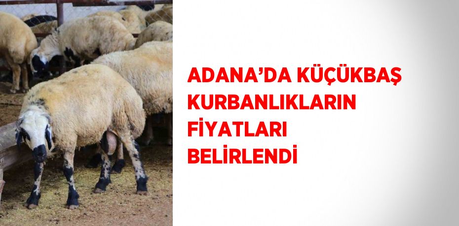 ADANA’DA KÜÇÜKBAŞ KURBANLIKLARIN FİYATLARI BELİRLENDİ