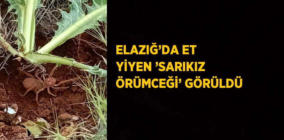 ELAZIĞ’DA ET YİYEN ’SARIKIZ ÖRÜMCEĞİ’ GÖRÜLDÜ