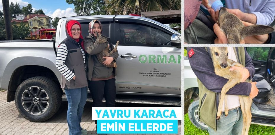 YAVRU KARACA EMİN ELLERDE