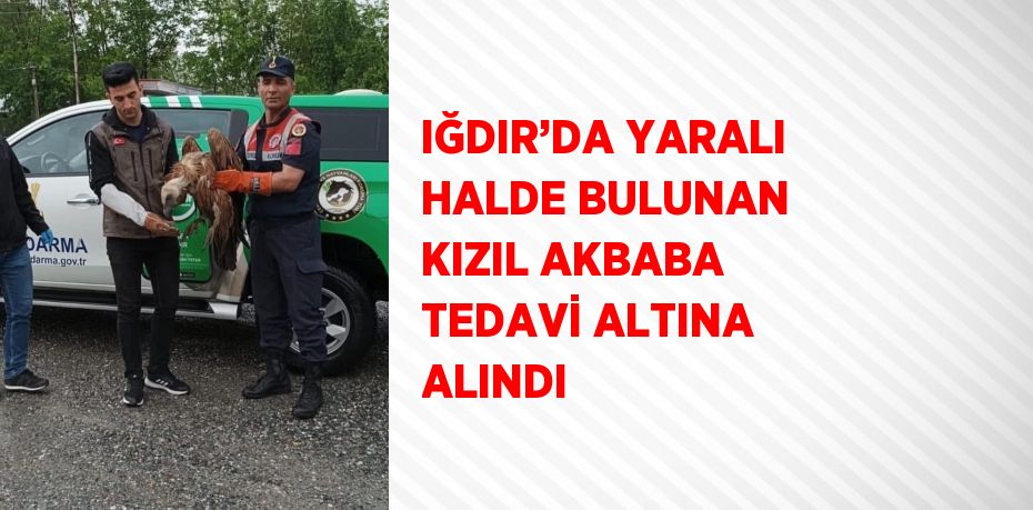 IĞDIR’DA YARALI HALDE BULUNAN KIZIL AKBABA TEDAVİ ALTINA ALINDI