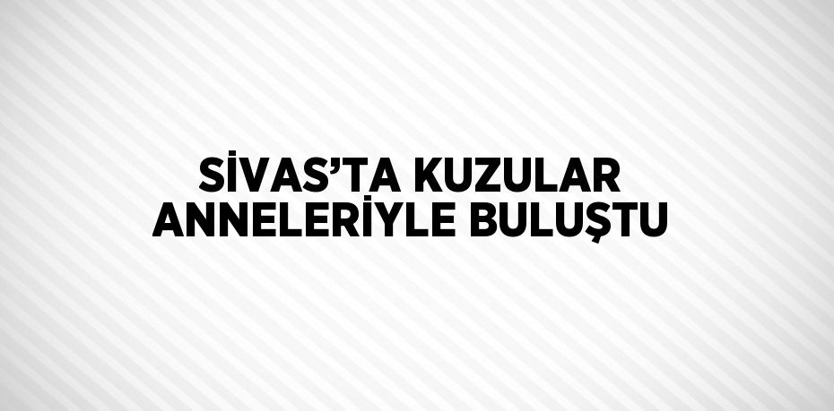 SİVAS’TA KUZULAR ANNELERİYLE BULUŞTU