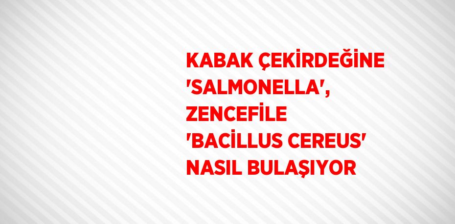 KABAK ÇEKİRDEĞİNE 'SALMONELLA', ZENCEFİLE 'BACİLLUS CEREUS' NASIL BULAŞIYOR