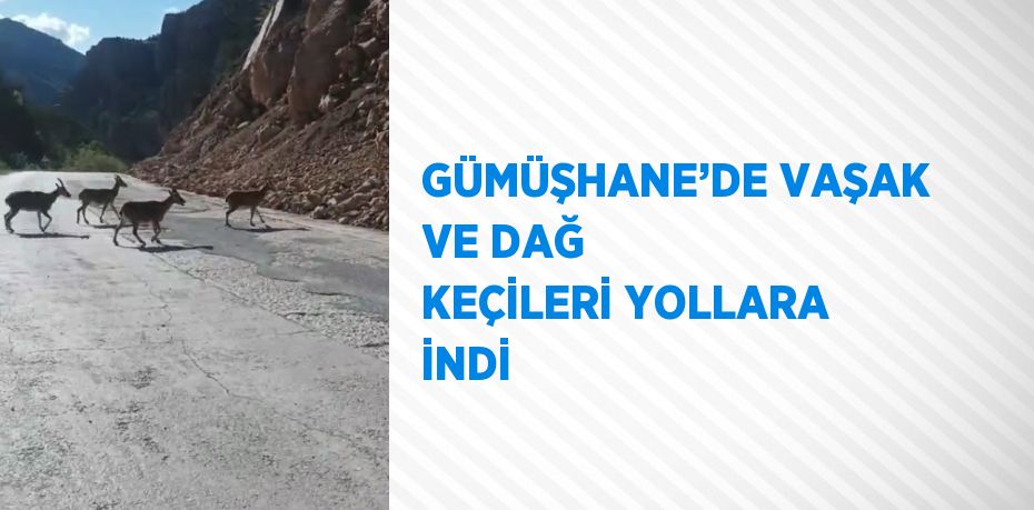 GÜMÜŞHANE’DE VAŞAK VE DAĞ KEÇİLERİ YOLLARA İNDİ