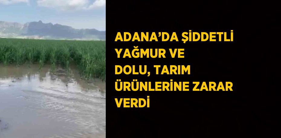 ADANA’DA ŞİDDETLİ YAĞMUR VE DOLU, TARIM ÜRÜNLERİNE ZARAR VERDİ