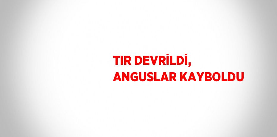 TIR DEVRİLDİ, ANGUSLAR KAYBOLDU