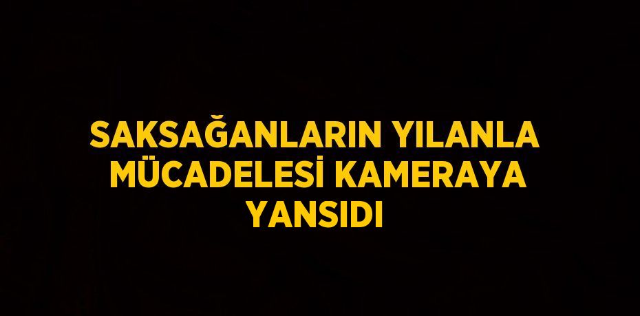 SAKSAĞANLARIN YILANLA MÜCADELESİ KAMERAYA YANSIDI