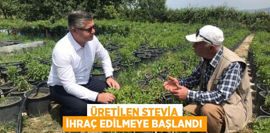ÜRETİLEN STEVİA İHRAÇ EDİLMEYE BAŞLANDI