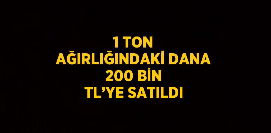 1 TON AĞIRLIĞINDAKİ DANA 200 BİN TL’YE SATILDI