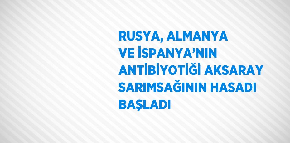 RUSYA, ALMANYA VE İSPANYA’NIN ANTİBİYOTİĞİ AKSARAY SARIMSAĞININ HASADI BAŞLADI