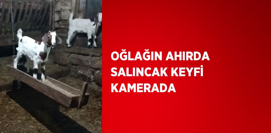 OĞLAĞIN AHIRDA SALINCAK KEYFİ KAMERADA