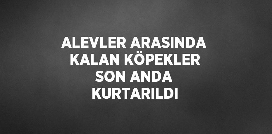 ALEVLER ARASINDA KALAN KÖPEKLER SON ANDA KURTARILDI