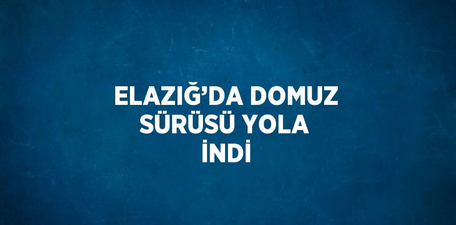 ELAZIĞ’DA DOMUZ SÜRÜSÜ YOLA İNDİ