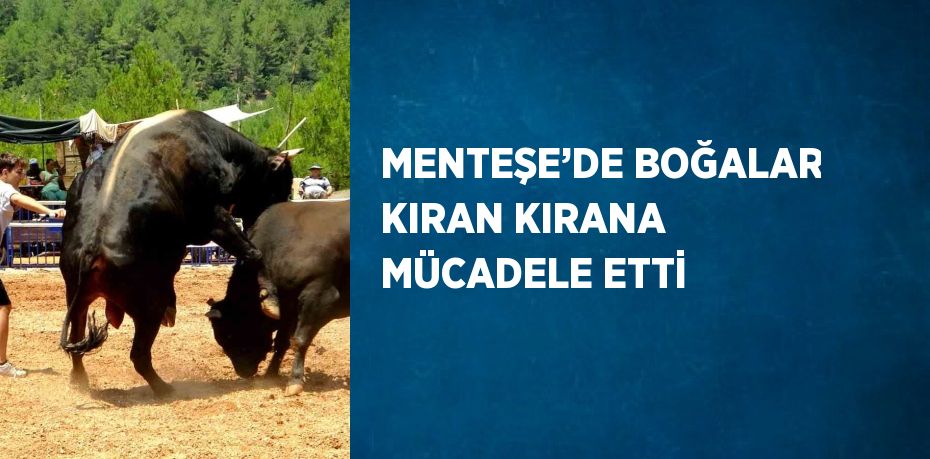 MENTEŞE’DE BOĞALAR KIRAN KIRANA MÜCADELE ETTİ