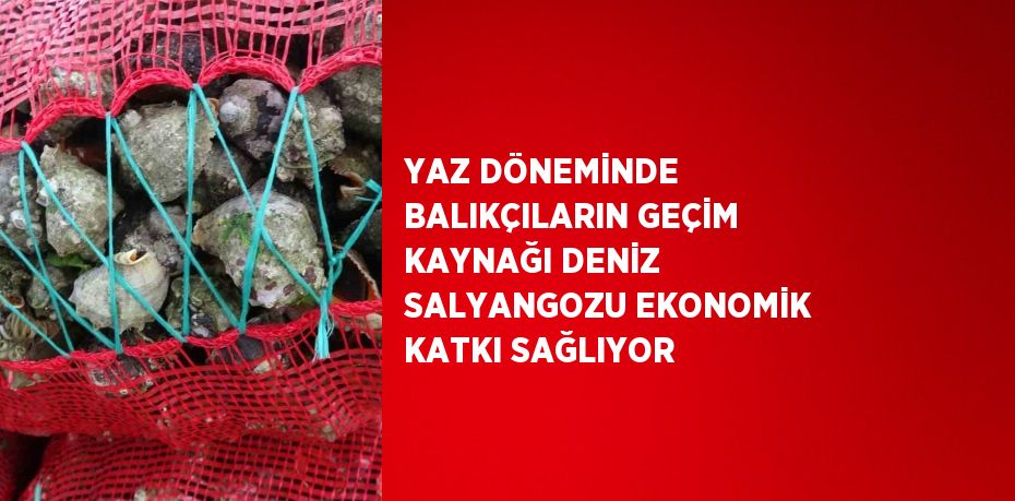 YAZ DÖNEMİNDE BALIKÇILARIN GEÇİM KAYNAĞI DENİZ SALYANGOZU EKONOMİK KATKI SAĞLIYOR