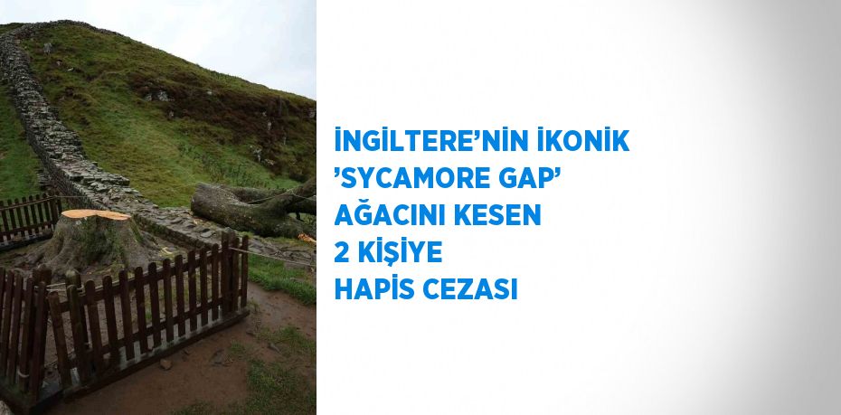 İNGİLTERE’NİN İKONİK ’SYCAMORE GAP’ AĞACINI KESEN 2 KİŞİYE HAPİS CEZASI