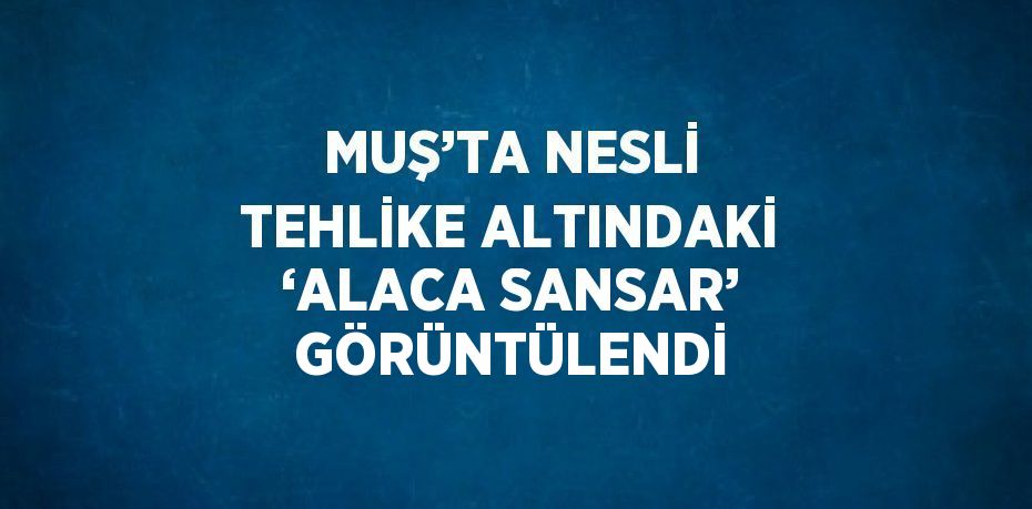 MUŞ’TA NESLİ TEHLİKE ALTINDAKİ ‘ALACA SANSAR’ GÖRÜNTÜLENDİ