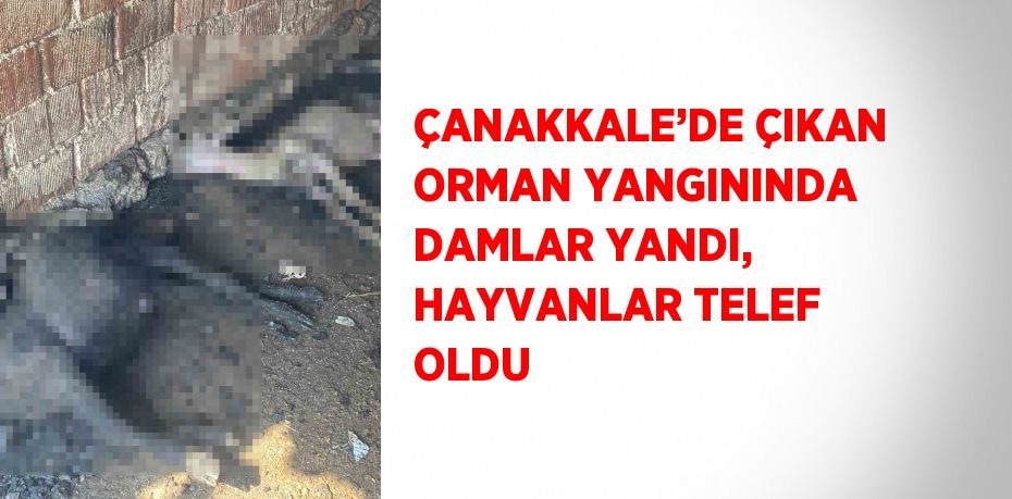 ÇANAKKALE’DE ÇIKAN ORMAN YANGININDA DAMLAR YANDI, HAYVANLAR TELEF OLDU