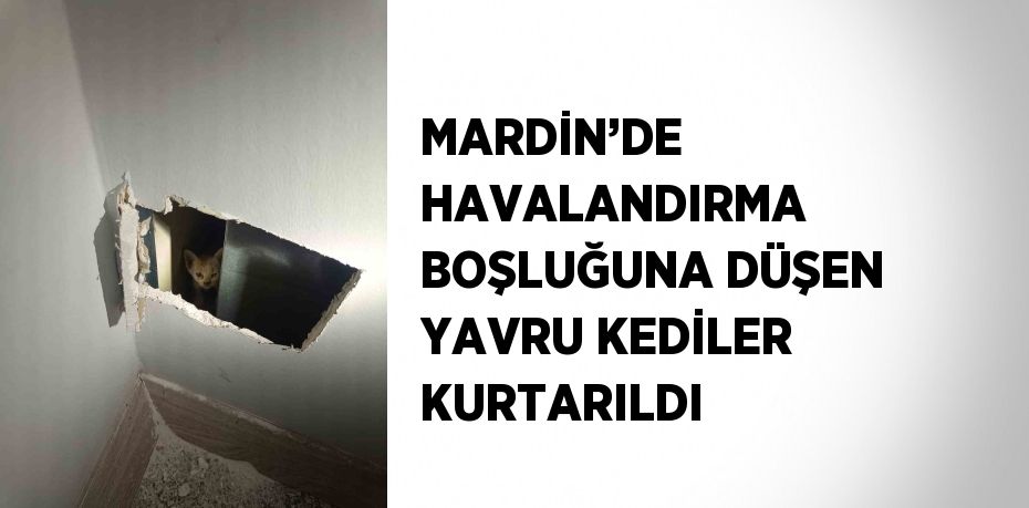 MARDİN’DE HAVALANDIRMA BOŞLUĞUNA DÜŞEN YAVRU KEDİLER KURTARILDI