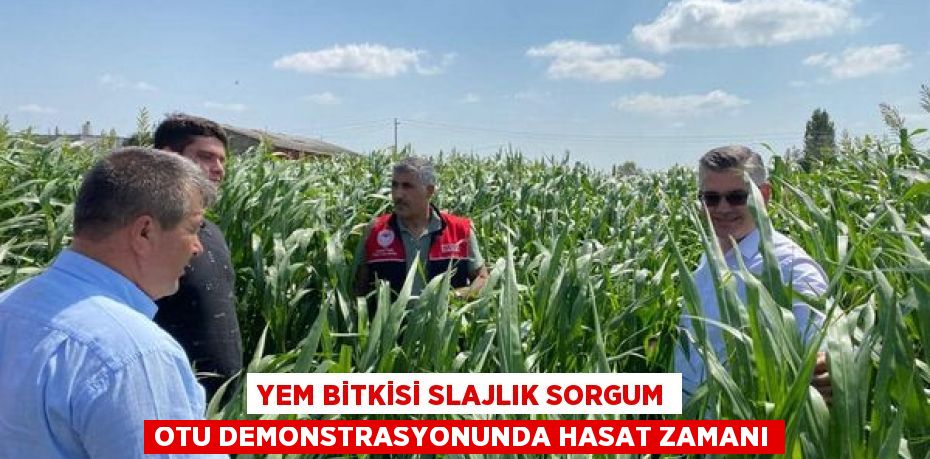 YEM BİTKİSİ SLAJLIK SORGUM OTU DEMONSTRASYONUNDA HASAT ZAMANI