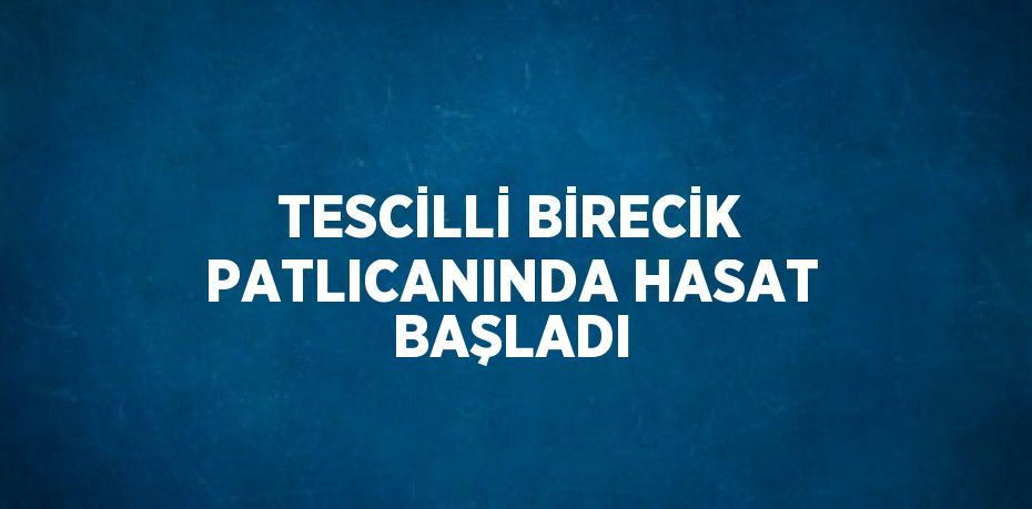 TESCİLLİ BİRECİK PATLICANINDA HASAT BAŞLADI