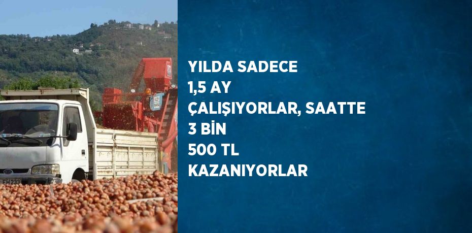 YILDA SADECE 1,5 AY ÇALIŞIYORLAR, SAATTE 3 BİN 500 TL KAZANIYORLAR