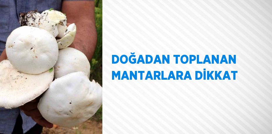 DOĞADAN TOPLANAN MANTARLARA DİKKAT