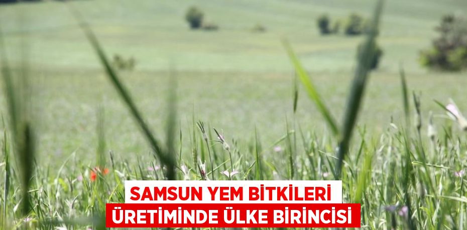 SAMSUN YEM BİTKİLERİ ÜRETİMİNDE ÜLKE BİRİNCİSİ